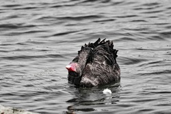 A very rare black swan on a lake. The photo is in black and white, only the beak of the swan is in colour, demonstrating its unusual red beak.