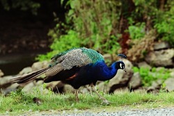 A Peacock walking around the ground of a farm. These are distinctive birds with their unusual feather colours and fan action.