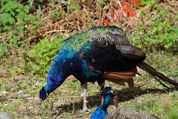 A Peacock walking around the ground of a farm. These are distinctive birds with their unusual feather colours and fan action.
