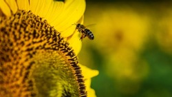 forest bee collecting nectar from a yellow sunflower flower