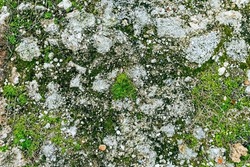 Moss and Stone. Green Moss Background Texture Beautiful In Nature. Moss background Photo