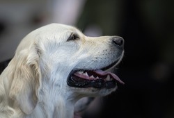 Portrait of a blond labrador retriever on a natural background