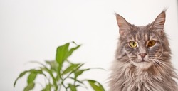 Close-up portrait of a gray striped domestic cat sitting on a window around houseplants. Image for veterinary clinics, sites about cats, for cat food.