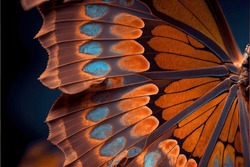  a close up of a butterfly wing with blue and orange colors on it's wings and a black background. . 