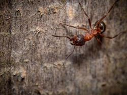 Close up on the head of an ant showing the mandibles, antennae and compound eyes viewed from above on wood with copyspace