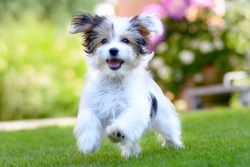 An adorable, happy puppy caught in motion while running on vibrant green grass in summer.