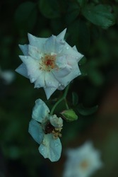 Bush white blooming rose. Growing roses. A lot of beautiful blooming roses. Buds of a white rose. Blooming rose bush. Blooms a lot of flowers.