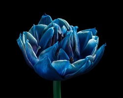 Blue Tulip flower with pollen. Black background. Close-up.