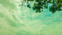 Beautiful sky background with tree branches
