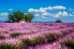 Lavender Field in Valancheol, a rural French village.