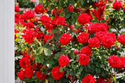 Fresh and colorful roses in full bloom