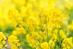 Rape blossoms with beautiful yellow flowers