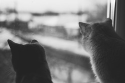 Two cats rest on a sunny windowsill in winter and looking outdoor. BW photo