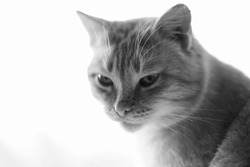 Lovely shorthair cat closeup portrait in white blurred light background. BW photo.