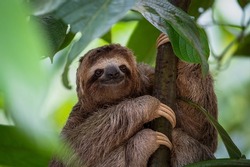 Three Toed Sloth in tree in Costa Rica Rainforest