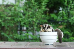 Sugar Glider in coffee cup, Cute animal in househole pet.