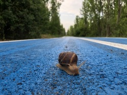 A walking snail with antennas on a blue background. shell animal. Helix.