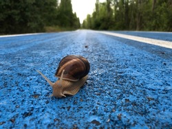 A walking snail with antennas on a blue background. shell animal. Helix.