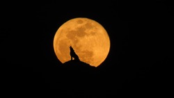 Wolf howling at the super moon January 31st 2018 