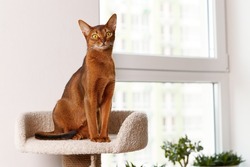 Abyssinian young cat sitting at tower. Beautiful purebred short haired kitten