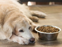 Sad golden retriever dog get bored of food.Golden retriever dog laying down by the bowl of dog food and ignoring it.