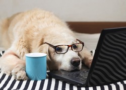 Sleepy golden retriever dog wearing eye glasses  lying down with computer laptop and blue cup of coffee.
