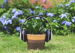 Front view of headphones cover on Cobra Bird's nest fern (Asplenium nidus) plant pot on green grass in the garden with purple flowers background. Music help plant growing faster concept.
