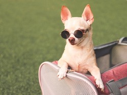 Portrait of brown chihuahua dog wearing sunglasses  in traveler pet carrier bag on green grass, ready to travel. Safe travel with animals.