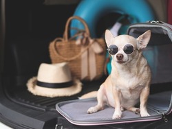 Portrait of brown chihuahua dog wearing sunglasses sitting in front of traveler pet carrier bag in car trunk with travel accessories, ready to travel. Safe travel with animals.