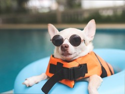 Close up image of a cute brown short hair chihuahua dog wearing sunglasses and  orange life jacket or life vest sitting in blue swimming ring by swimming pool. Pet Water Safety.