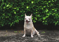 Portrait of  happy and healthy short hair  Chihuahua dog sitting on cement floor in the garden with green leaves background, laughing with eyes closed. 