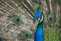 A male peacock displays his colorful plumage