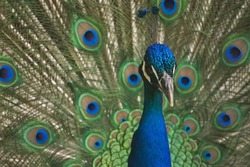 A male peacock displays his colorful plumage