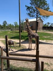Giraffe and an ostrich at Alabama Gulf Coast Zoo in Gulf Shores, AL