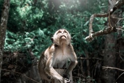 Little monkey looking up in the middle of the jungle. Monkey walking through the Thai jungle. Macaque in Islands of thailand