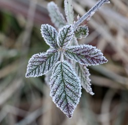 november morning frost on a blackberry bush leaf
