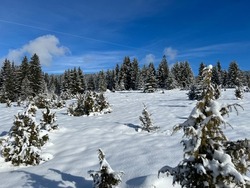 winter wonderland on sunny day