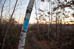 Blue Hiking Trail Blaze on White Birch Tree in Winter