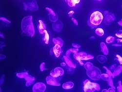 Jellyfish in an aquarium with purple lights
