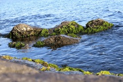 Stones overgrown with algae on the embankment of the Marmara Sea in Istanbul.