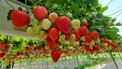Strawberries fresh, red grows on high beds. Berry hanging down, farm, vegetable garden. Close up. Concept farm, agriculture, vitamins, sale, harvest, proper nutrition, business. High quality photo