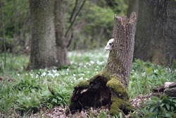 Dead animal skull in a deciduous floodplain forest with wild garlic. Roe deer skull in the trunk of a dead mossy hollow tree. Shaman animal skull in a mossy forest.