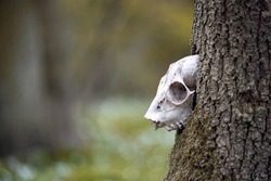 Closeup of animal skull in a deciduous floodplain forest. Roe deer skull in the trunk of a dead mossy hollow ash tree. Shaman animal skull with jaw and eye holes.