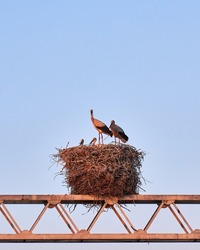 Stork family resting on their nest