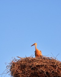 Stork resting in the nest