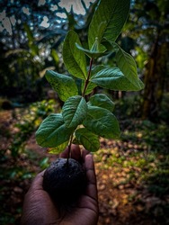 Guava plant. Planted on a clay ball
