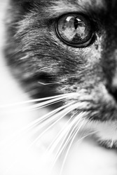  A head of a cat in black and white with impressive eyes