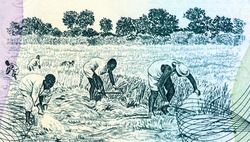 Workers in field. Portrait from Ghana Banknotes.
