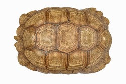 Giant Tortoise Shell, Texture of Turtle carapace. Beautiful, charming, mysterious old, For interior decoration.
