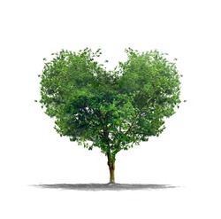 Heart shape tree over a white background - Love and nature concept